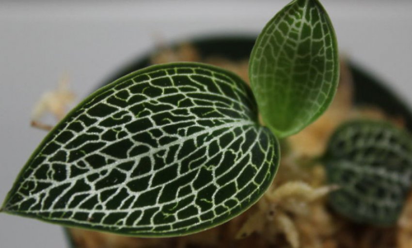 Лудизия Танланиана Лудизия Танланиана