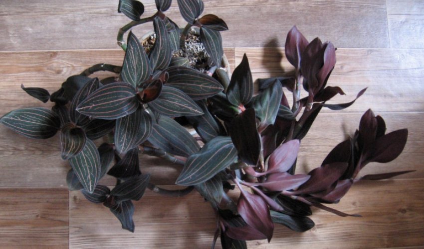 Орхідея лудизия Орхідея лудизия