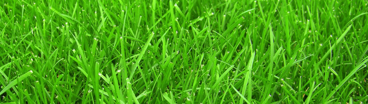 Самая неприхотливая газонная трава и тип газона