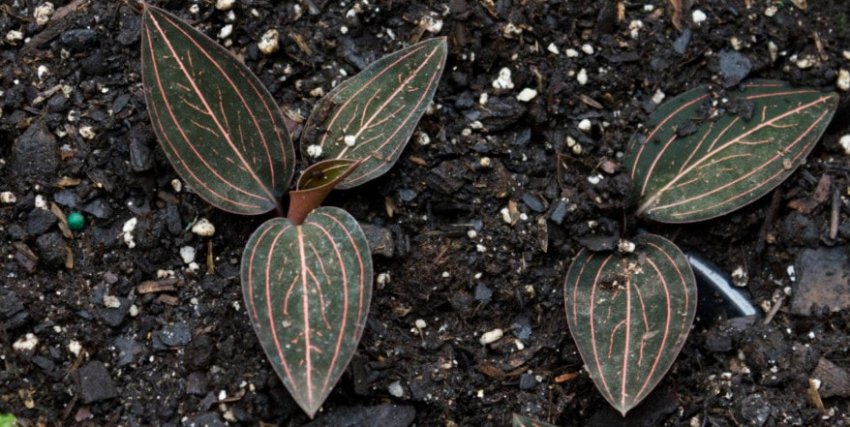 Орхідея лудизия Орхідея лудизия