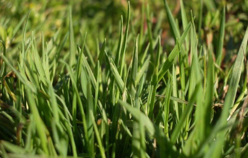 Самый лучший газон для дачи выбор семян. Рулонный газон на даче: плюсы и минусы. Отзывы и комментарии