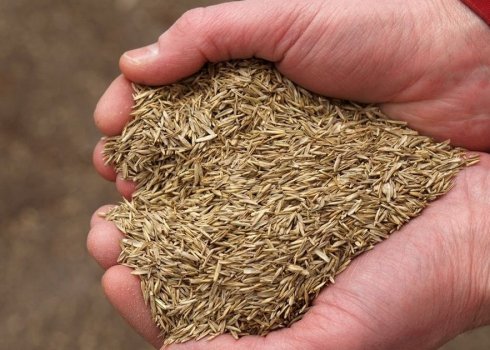 Як вирощувати газон на піску