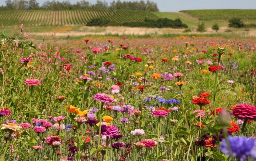 Мавританський газон Мавританський газон