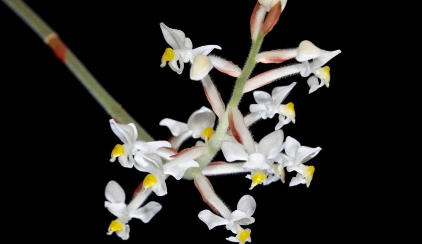 Орхідея лудизия Орхідея лудизия