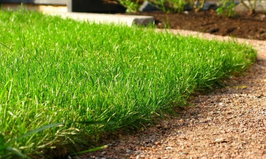 Газон Газон