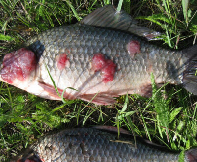 Хвороби та паразити карасів, їхнє лікування та небезпека для людини