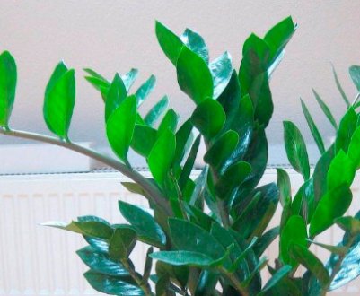 Вирощування і розмноження заміокулькаса в домашніх умовах