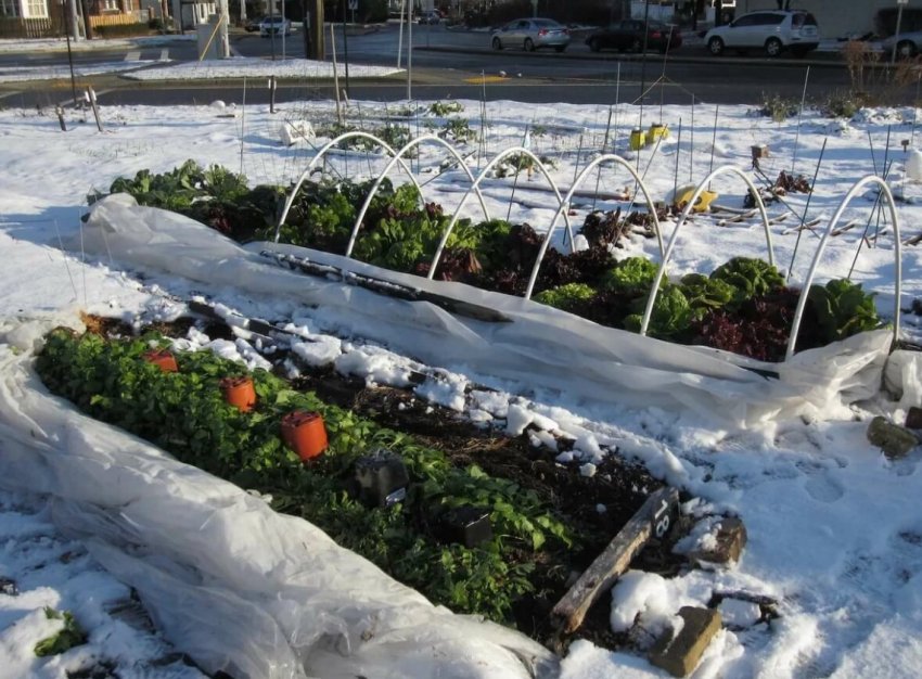 Місячний календар огородника на січень 2020 року