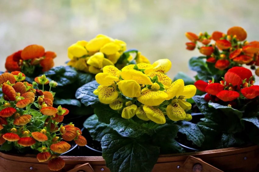 Лунний календар огородника на січень 2020 року