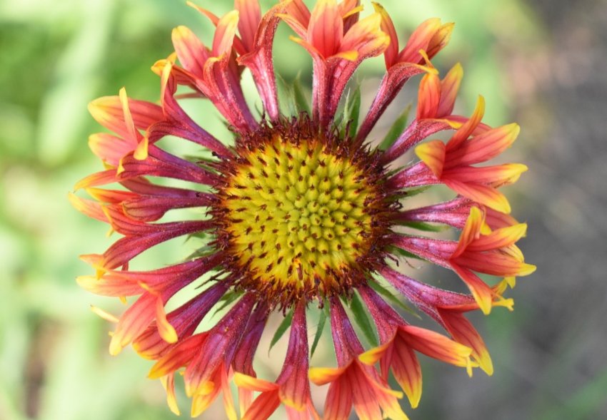 Лунний календар огородника на січень 2020 року