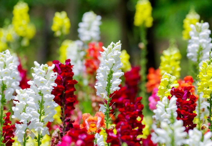 Лунний календар огородника на січень 2020 року