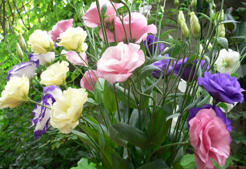 Місячний календар від городника на січень 2020 року