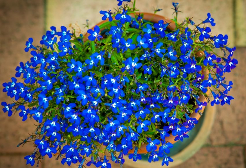 Місячний календар від городника на січень 2020 року