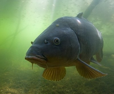 Риболовля на сазана в серпні