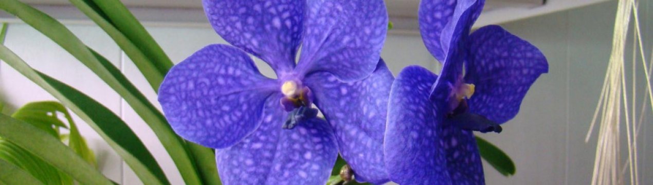 Орхідея ванда: вирощування і догляд в домашніх умовах