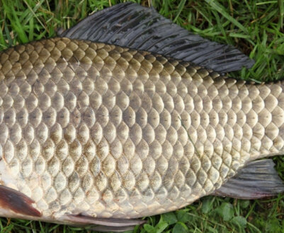 Опис, звички та місця проживання карася