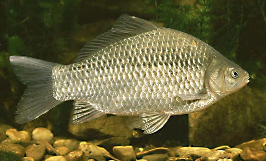 Риба карась Риба карась