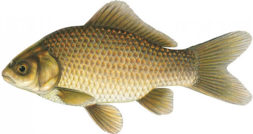 Риба карась Риба карась