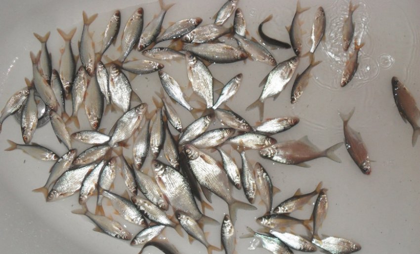 Мальки карася Мальки карася