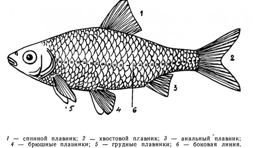 Будова карася Будова карася