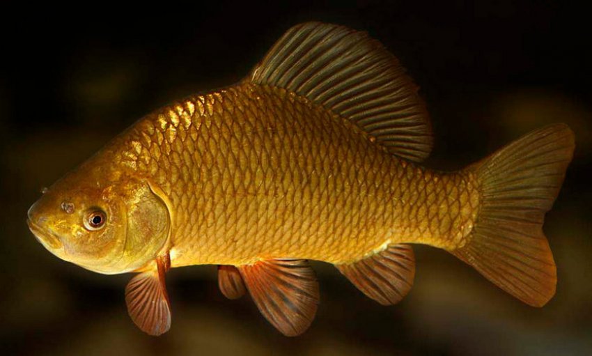 Золотий карась Золотий карась