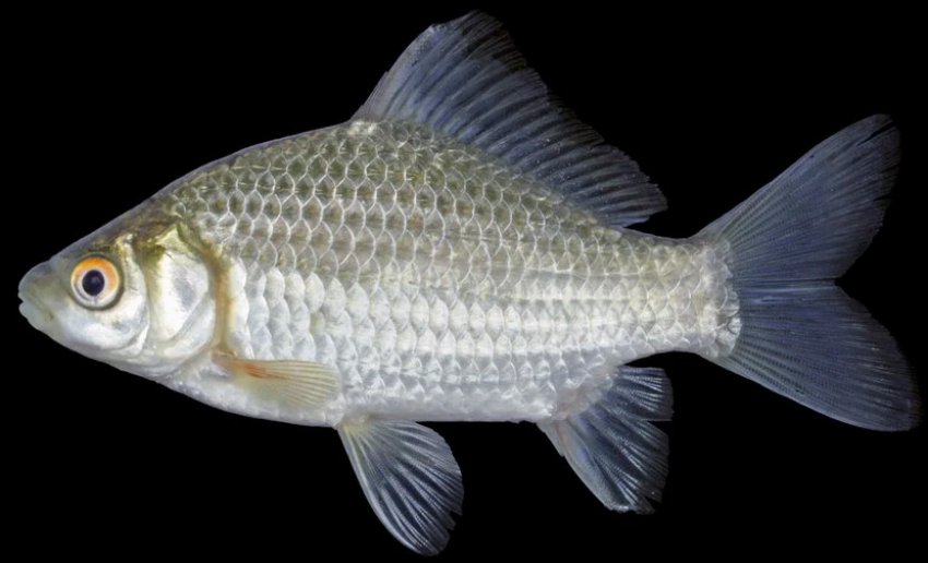 Срібний карась Срібний карась