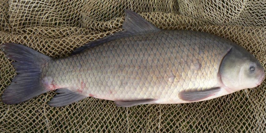 Карась буффало Карась буффало