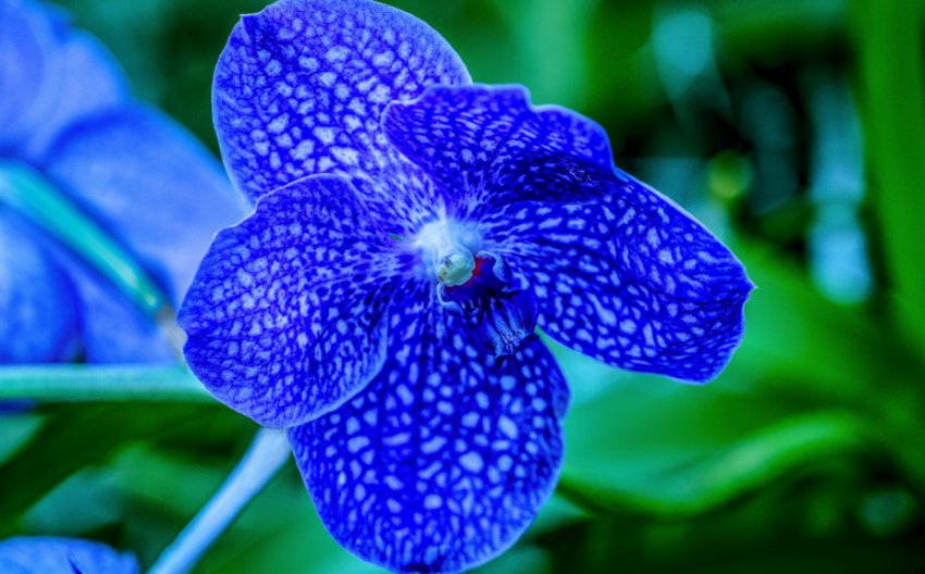 Ванда блакитна Ванда блакитна