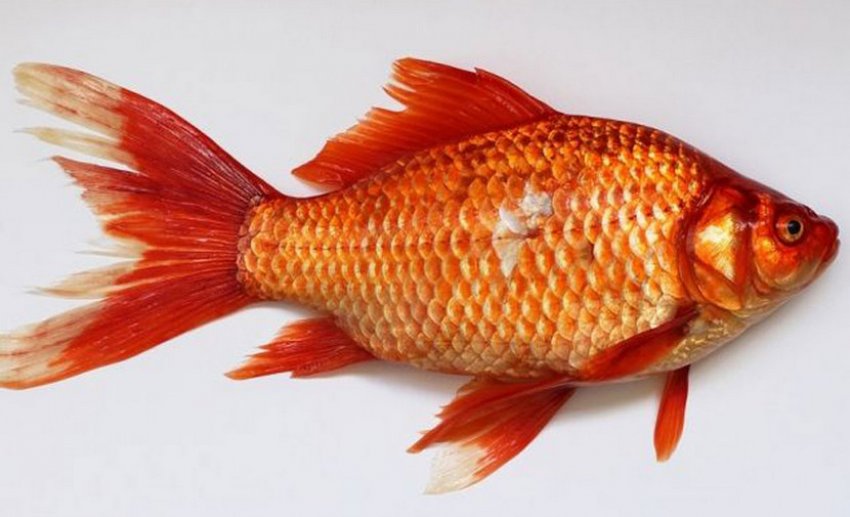 Золота рибка Золота рибка