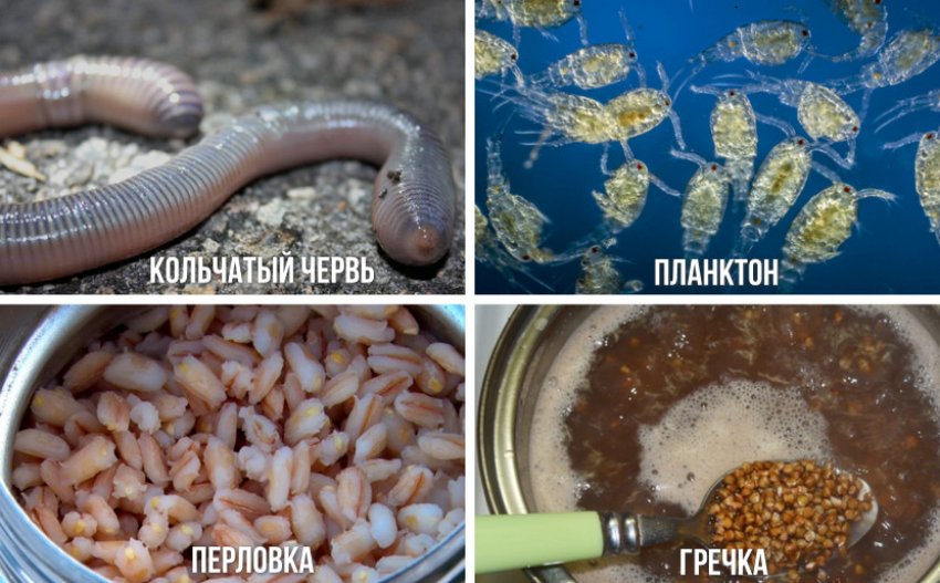 Раціон карася Раціон карася