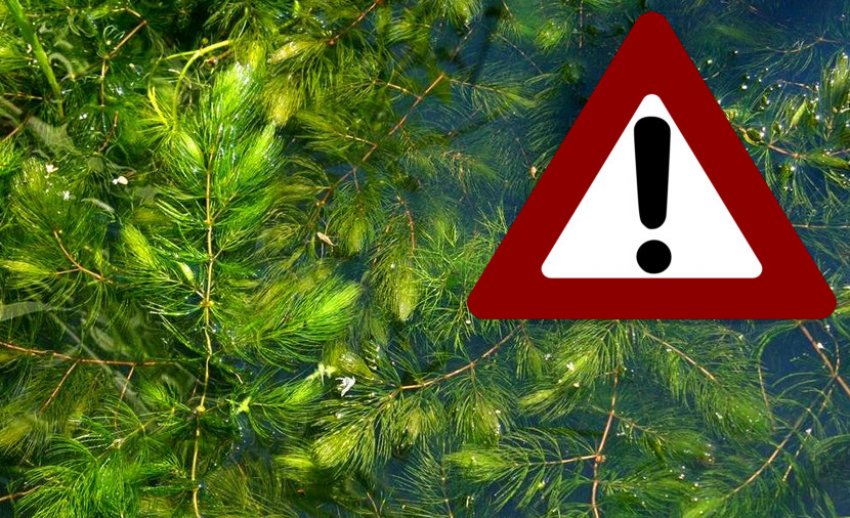 Рослина кушир Рослина кушир