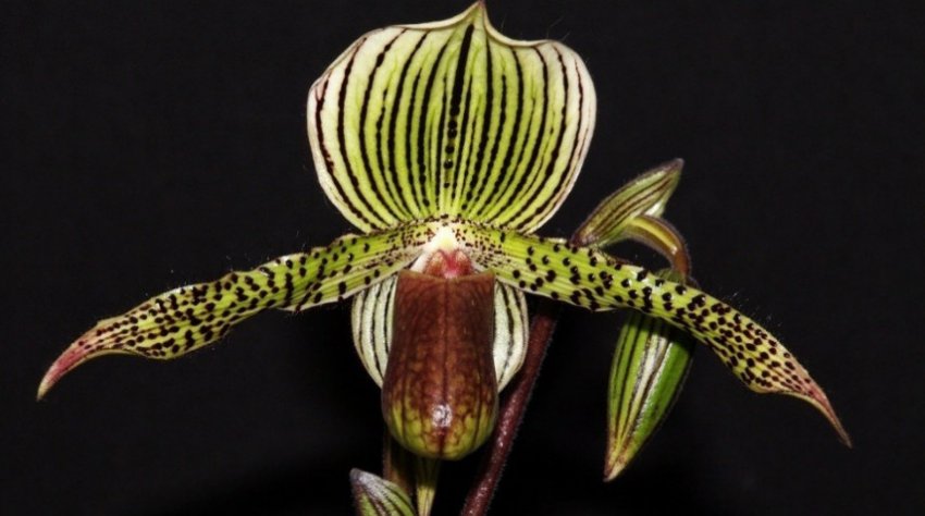 Орхідея ротшильда Орхідея ротшильда