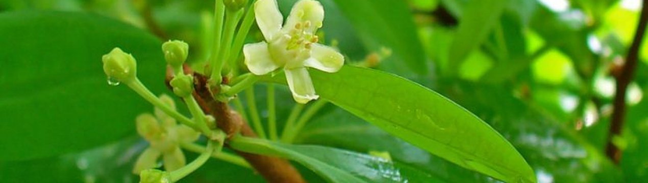 Колумбія продовжить боротьбу з кокаїном, розпилюючи гліфосат