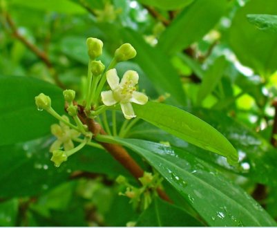 Колумбія продовжить боротьбу з кокаїном, розпилюючи гліфосат