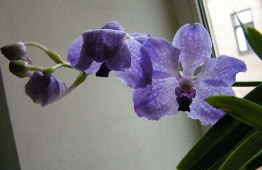 Орхідея ванда Орхідея ванда