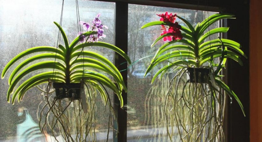 Орхідея ванда Орхідея ванда