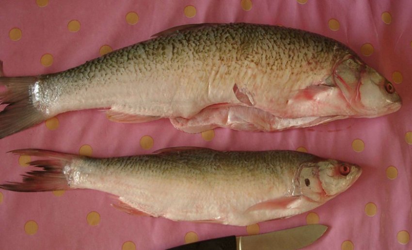 Свіжий жерех Свіжий жерех