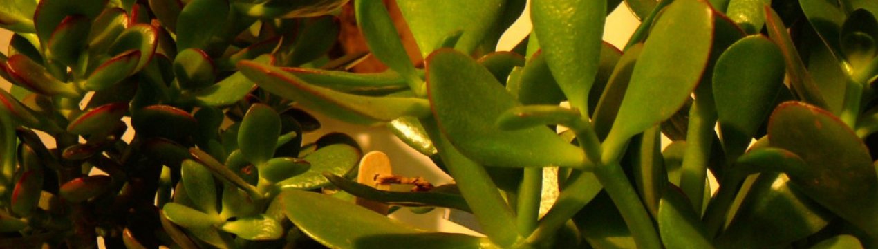 Особливості пересадки грошового дерева в домашніх умовах