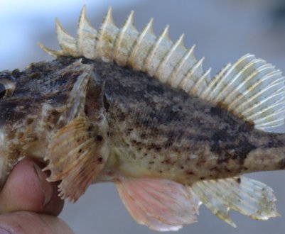 Чим відрізняється морський йорж від камбали