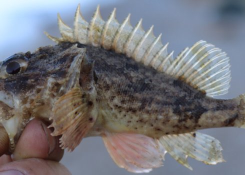 Чим відрізняється морський йорж від камбали