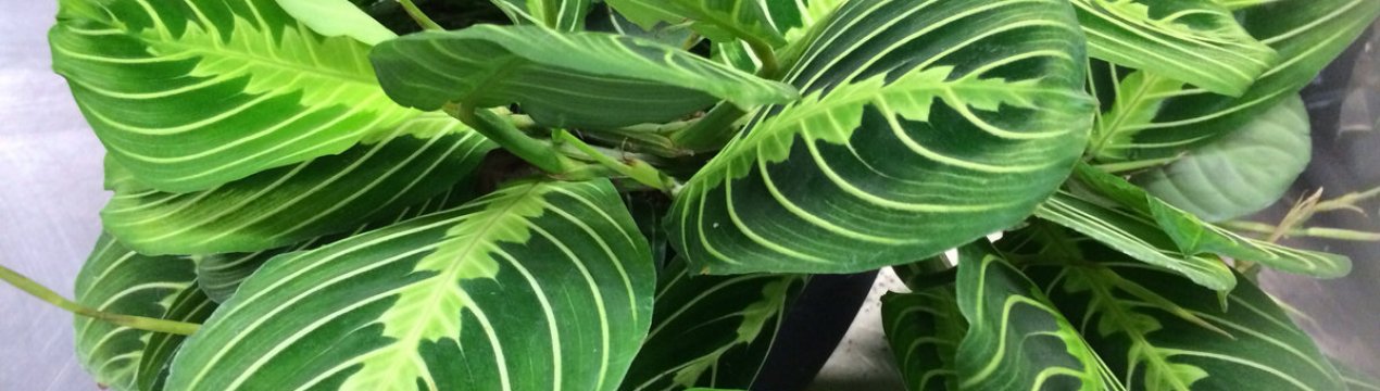 Маранта триколор: догляд в домашніх умовах