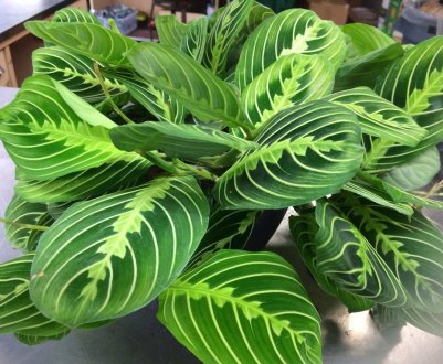 Маранта триколор: догляд в домашніх умовах