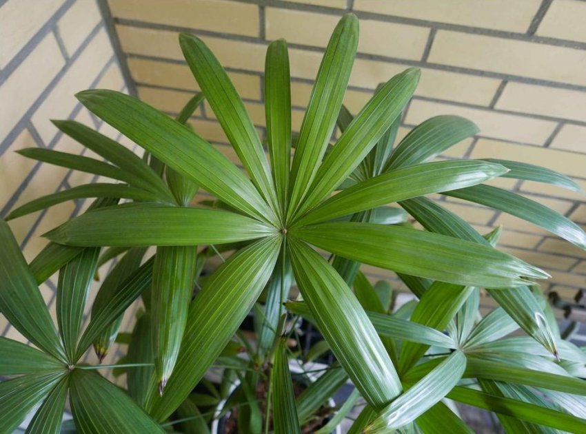 Пальма рапис