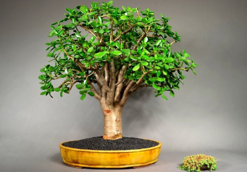 Формування крони толстянки Формування крони толстянки