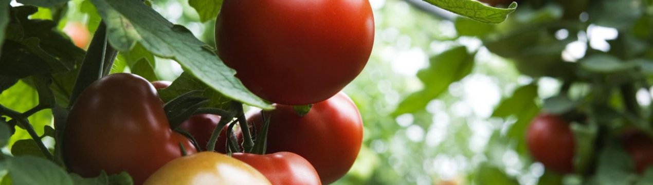 Томат «Дика роза»: опис та характеристика сорти, вирощування і догляд