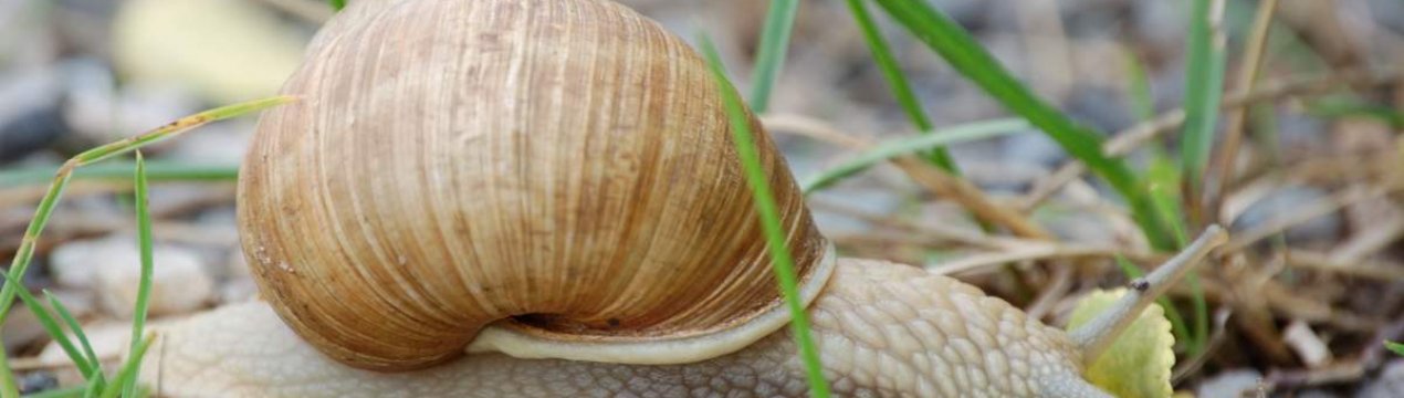 Господарство в Ставрополі планує отримати 5 тонн м'яса равликів