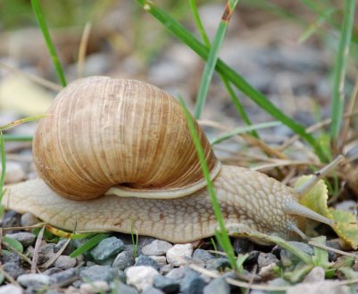 Господарство в Ставрополі планує отримати 5 тонн м'яса равликів