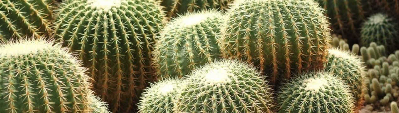 Як доглядати за эхинокактусом грузоні в домашніх умовах