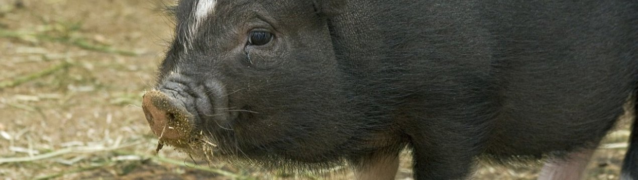 Світове свинарство переживає спад