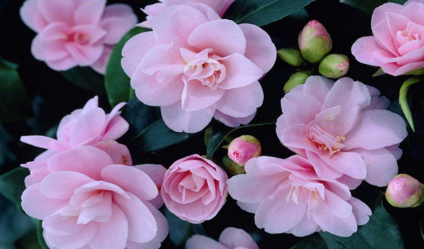 Камелія японська